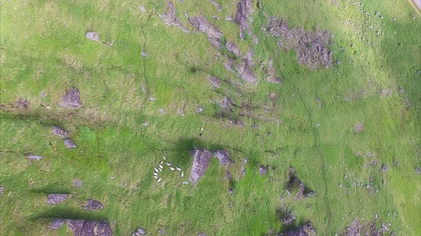 Farming on Lofoten islands in Norway, aerial footage