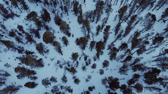 Top down view of pine trees in the winter during blue hour in Salida Colorado, aerial