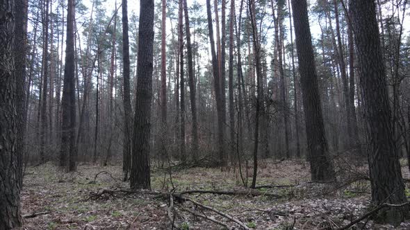 Forest Landscape Aerial View Slow Motion