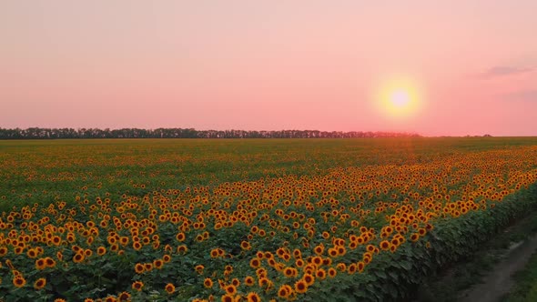 Sunflower Field at Pink Down