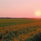 Sunflower Field at Pink Down - VideoHive Item for Sale