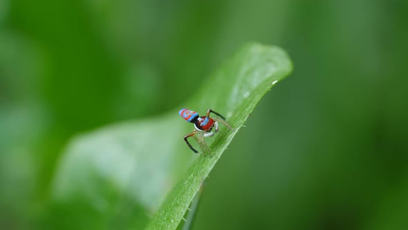 maratus splendens starting to perform a courtship display