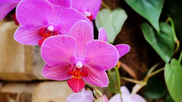 Orchids pink