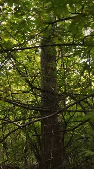 Vertical Video Autumn Forest By Day