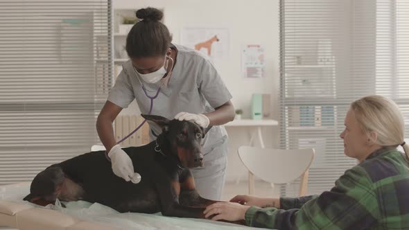 African Veterinarian Using Stethoscope on Dog