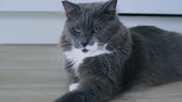 A Beautiful Gray Cat with Fluffy Hair and a Gorgeous Mustache is Lying on the Floor Watching What is