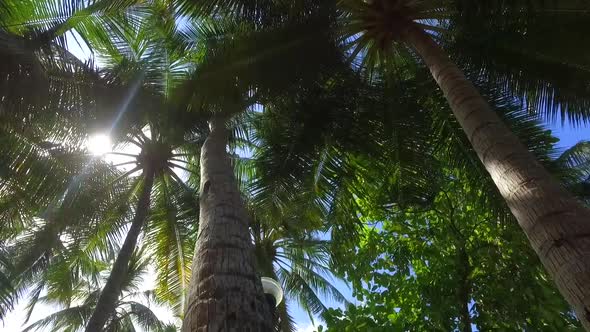 Details of palm fronds and palm trees on a tropical island.