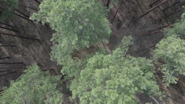 Pine Forest in the Afternoon Aerial View Slow Motion