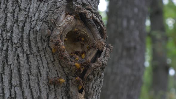 Dangerous European hornet Vespa crabro nest in  tree hole  entrance  4K 2160p UHD footage - Scary hi