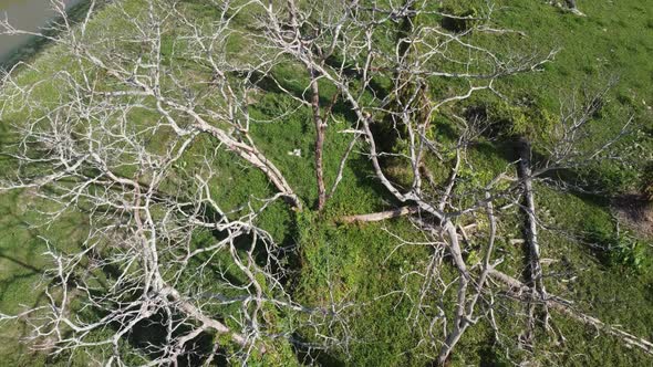 Bird eye view bare tree branch