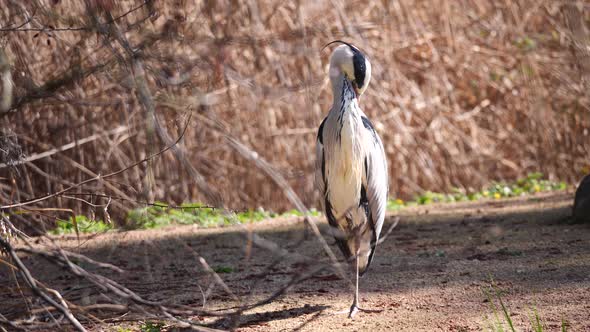 Slow motion of wild Gray Heron outdoors between forest trees in summer - close up