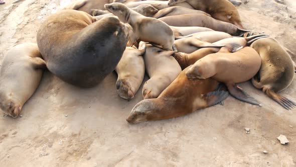 Sea Lions on the Rock in La Jolla. Playful Wild Eared Seals Crawling Near Pacific Ocean on Rock