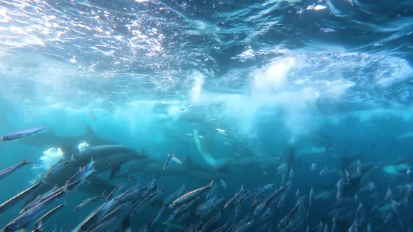 Sardines running from big pod of common dolphins, underwater surface