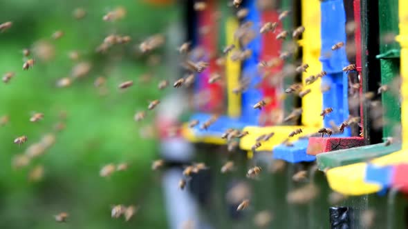 Swarm of bees flying around beehive