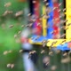 Swarm of bees flying around beehive - VideoHive Item for Sale