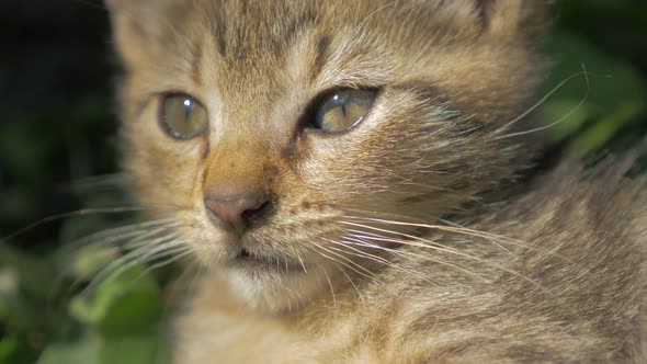 Cute kitten resting in grass 4K 2160p UHD video - Kitty shallow DOF 4K 3840X2160 UHD footage