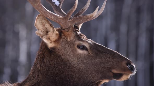 elk bull extreme closeup winter breathing slomo