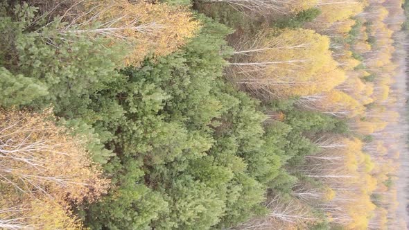 Vertical Video of a Forest Landscape on an Autumn Day in Ukraine