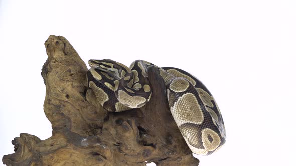 Royal Python or Python Regius on Wooden Snag in Studio Against a White Background.