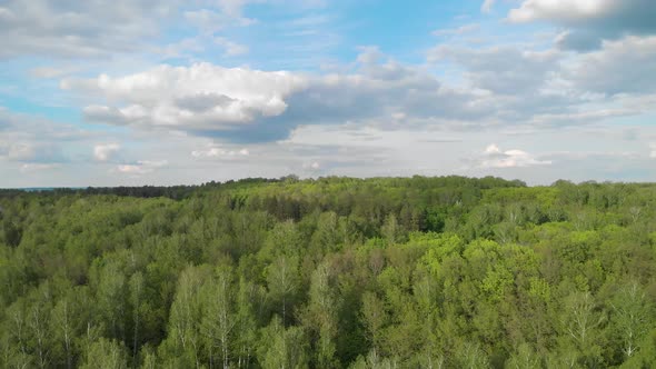 Amazing green forest from above