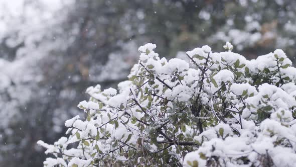 Slow motion of heavy snow fall during a snow storm in a forest