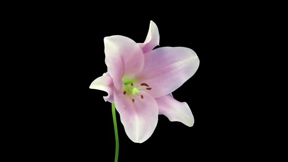 Time-lapse of opening and dying pink Longiflorum lily