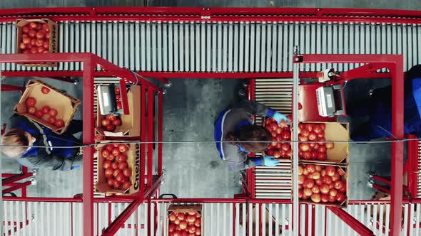 Tomatoes Are Being Relocated Under Supervision of Factory Workers at a Factory Packing Conveyor.