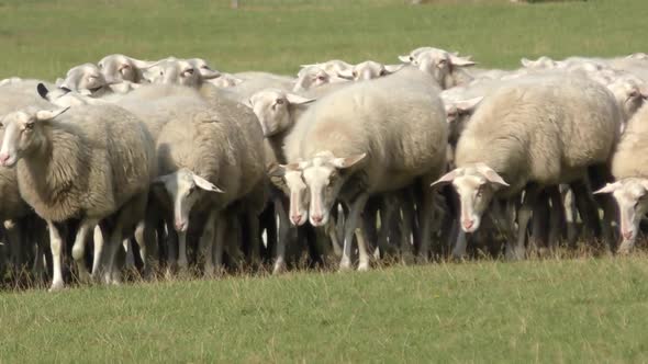 Flock of sheeps walking slowly all together on a field at the dutch Veluwe. Steady shot