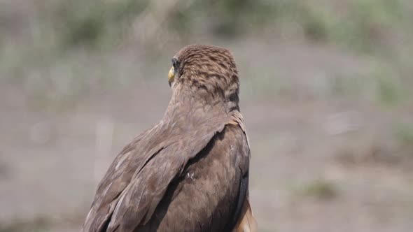 Close up from a Yellow billed kite