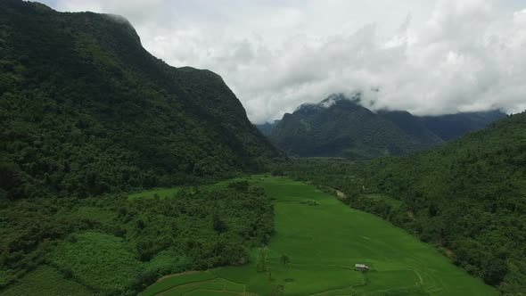 Green Paddy Fields