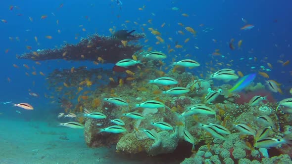 Goatfish and Colorful Fishes