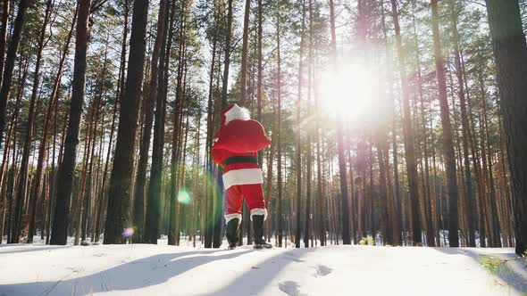 Santa Claus Looks Around in a Pine Forest in Sunny Winter Weather