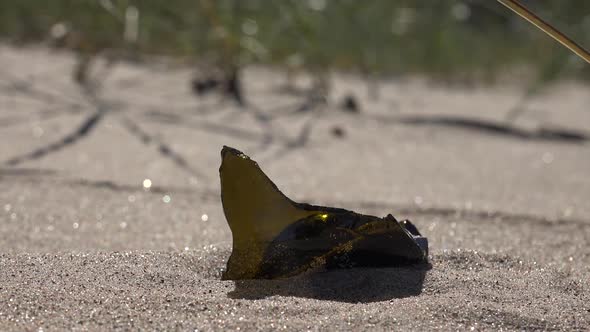 Beach Pollution