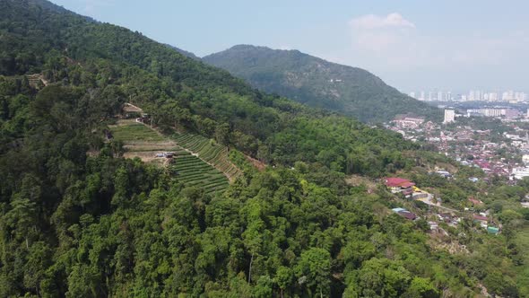 Drone view green plantation