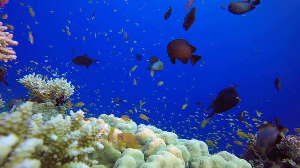Tropical Underwater Fish Reef