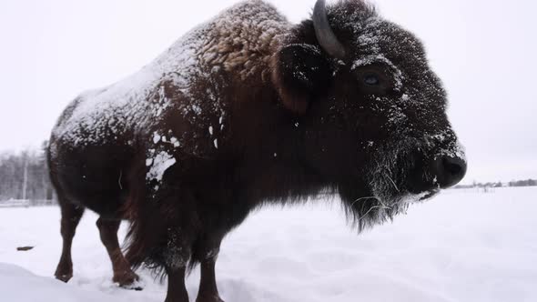 bison wide angle closeup in the winter