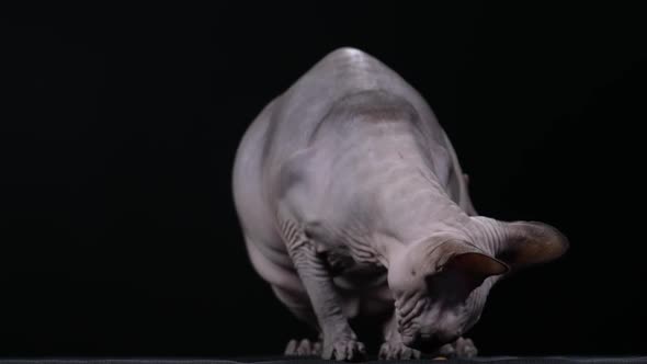 A Gray Canadian Sphinx Eats Food That Has Been Scattered