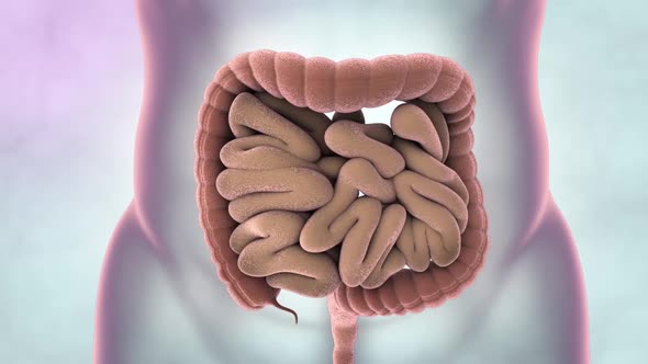 3D Animation of the digestive system.