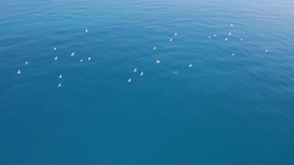 Flight above birds at the atlantic ocean