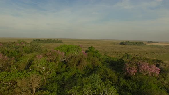 Tranquil aerial view in Ibera Wetlands, Corrientes Province, Argentina