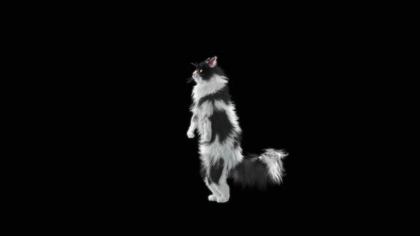 Cat Dancing HD