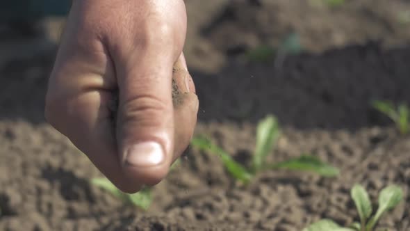 Farmer Examining Soild Dirt In Hand