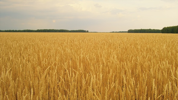 Wheat Field