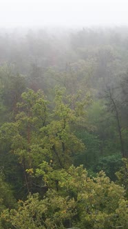 Vertical Video Fog in the Forest Aerial View