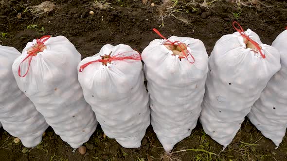 Fresh, New Potatoes Collected in the Farmer's Field Are Packed in Bags