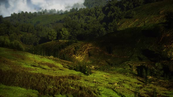 Autumn Forest on Green Rocky Hills