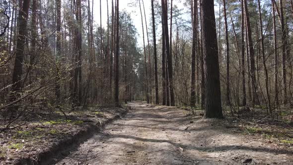 Aerial View of the Road Inside the Forest