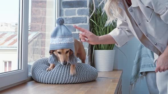 Caucasian Woman in Cozy Bedroom is Trying to Put a Taken Winter Hat on Her Little Brown Dachshund