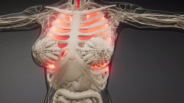 Human Lungs Radiology Exam