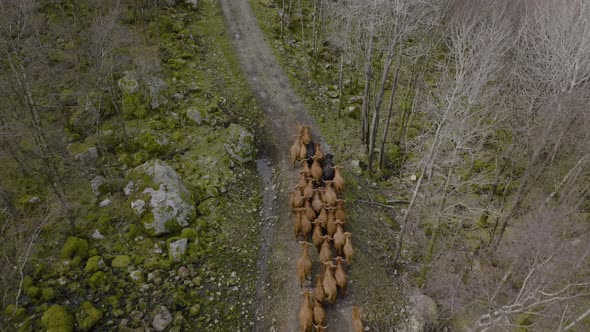 Drone follow highland cattle herd. Tight group of cows and calves running on road through rugged roc